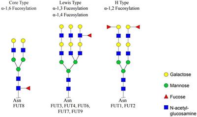 Exploring the diverse biological significance and roles of fucosylated oligosaccharides